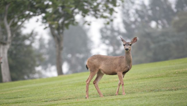 A deer stands on a green garden at Rose Hills Memorial Park in Whittier, CA.
