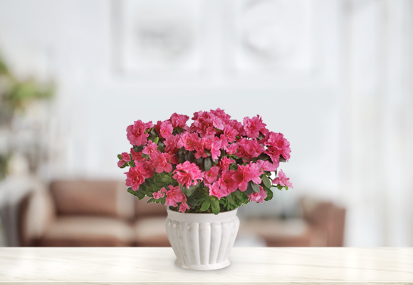 garden-blooming-plants